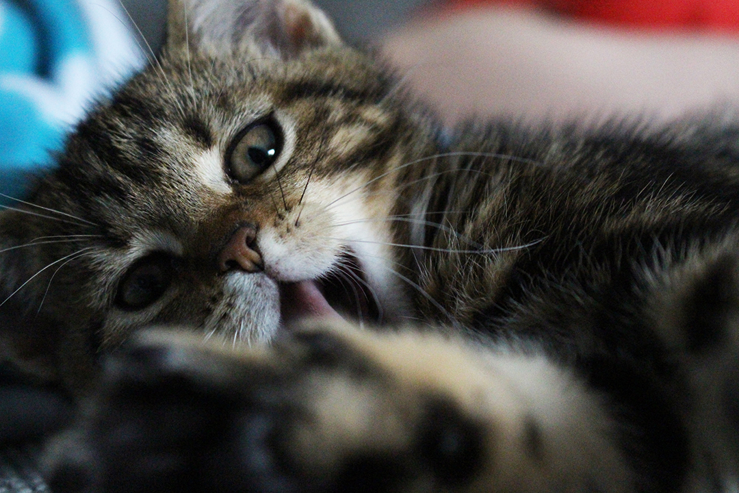 Fini das Katzenbaby am Boden gähnend